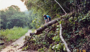 Tree clearing off the Allegheny River Trail.